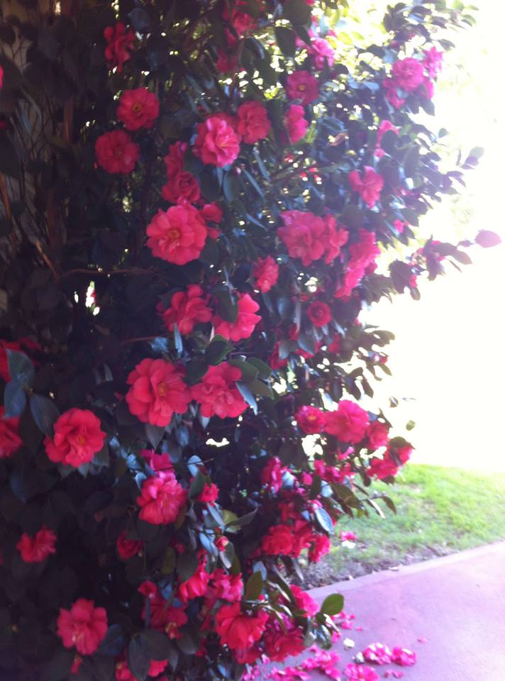It's camellia season!
